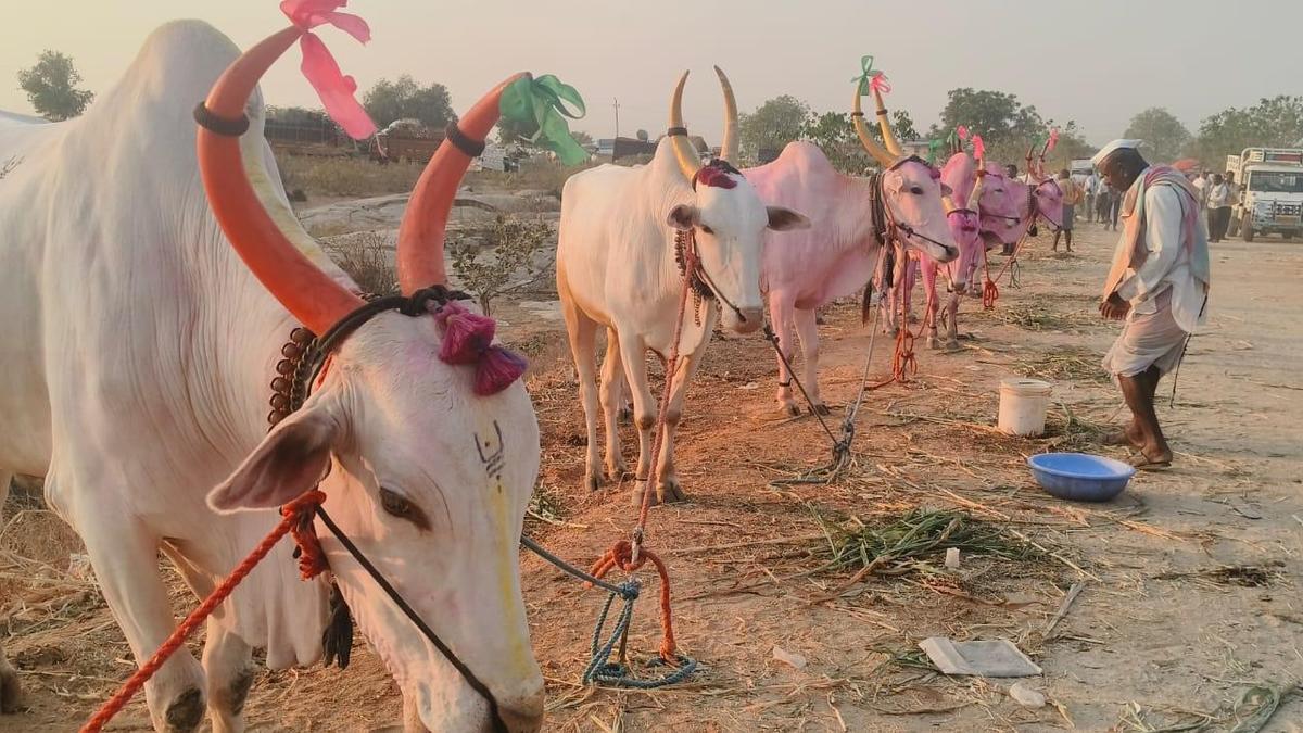 the Cattle Fair in Doranahalli Village at Sri Mahanteshwar Temple’s Annual Chariot Festival in Yadgir District of Karnataka, Attracts Farmers from Bidar, Kalaburagi, and Yadgir Districts of Karnataka, and from Some Parts of Maharashtra.