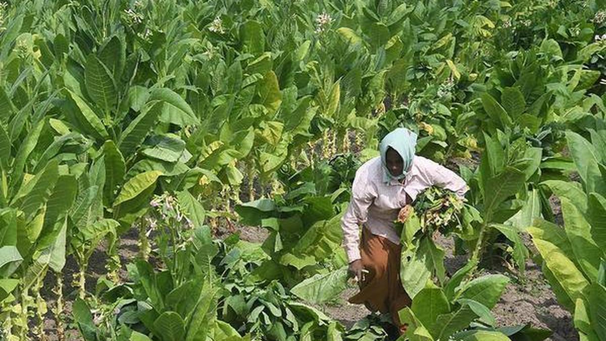 Price Crash: Tobacco Board to Meet in Mysuru on Monday